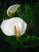 FujiFilm FinePix S7000 semi profissional 6.3 MP – PRETA