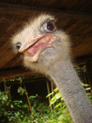 Sony Cybershot DSC-T20 8.1mpx - PRATA