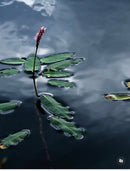 Sony Cyber-shot DSC-HX1 • PRETA - 9.1mpx com lente G e zoom potente!