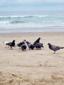 Kodak EasyShare C813 8.2mpx Prata