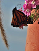 Sony Cybershot DSC-HX9V com lente Sony G 16.2mpx – PRETA