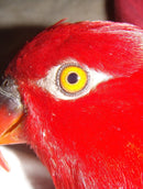 Sony Cybershot SteadyShot DSC-J10 16.1mpx – LARANJA