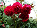 Sony Cybershot SteadyShot DSC-S3000 10.1mpx - ROSE rosa