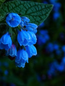 Nikon Coolpix L810 16.1 MP com super zoom óptico 22.5× – PRETA Semi Profissional