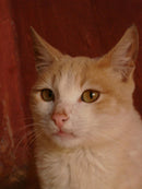 Sony Cybershot MPEGMOVIE XV DSC-W100 8.1mpx - PRATA