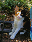 Sony Cybershot DSC-W180 – 10.1mpx Preta
